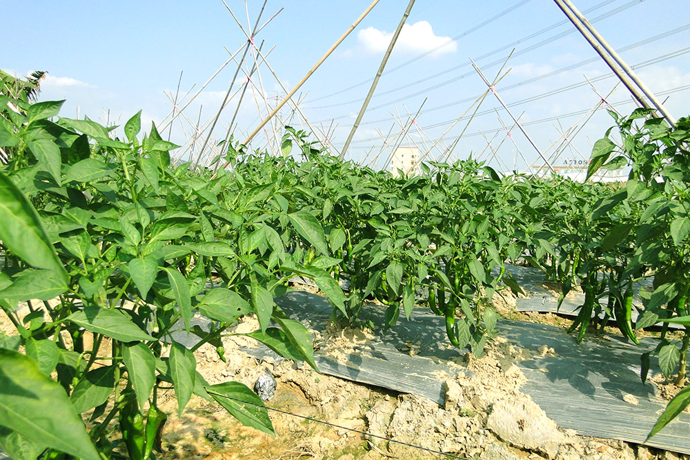 辣椒種植基地